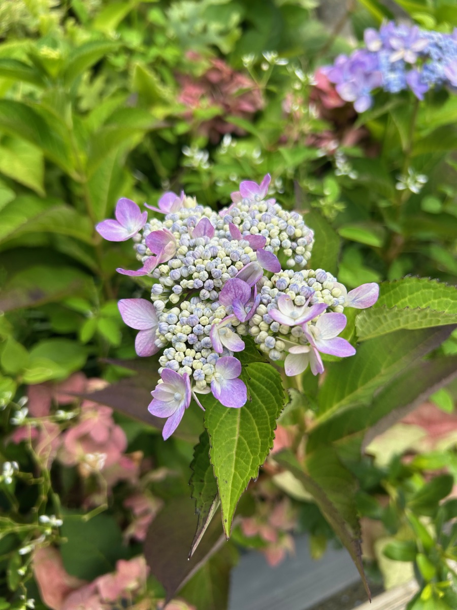 沖宮に咲く紫陽花